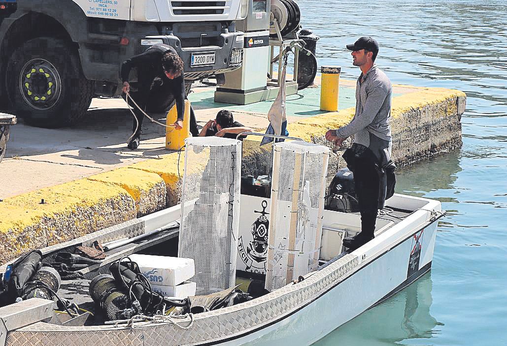 Los mejillones, el remedio biológico del puerto de Palma