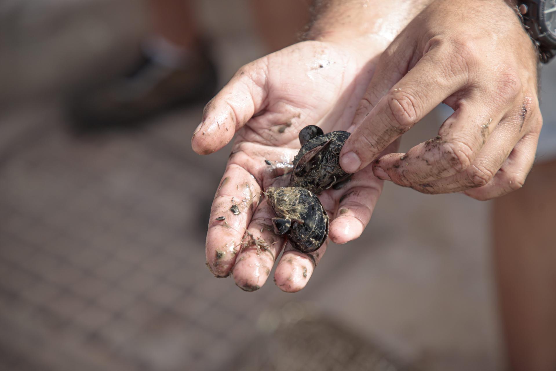 Mejillones para purificar las aguas del puerto de Palma